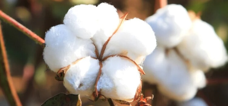 Why do we adore Cotton